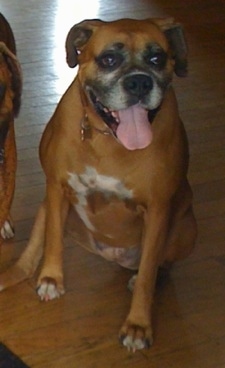 How Much Benadryl In Pill Form Can You Give A Dog Per Lb.? - Blurtit
