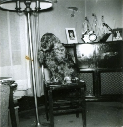 A black and white photo of a Sussex Spaniel dog that is sitting on a tall chair under a lamp and it is looking to the left. The dog has long soft ears.