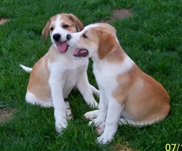 Two small tan and white Swissneese dogs are sitting in grass facing each other. Both of there mouths are open and tongues are out. They have soft ears that hang down to the sides.