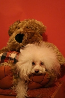 A white Teacup Poodle is laying on top of a plush pillow on top of a bed and it is looking forward. HTe hair on the dogs head is teased out and it looks like a mop.