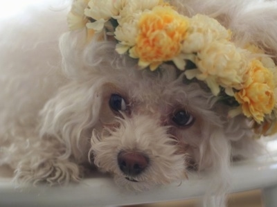 Close up - A small, fluffy, soft white Teacup Poodle with a flower halo around its head is laying down on a bed and it is looking to the left.