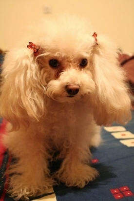 Close up front view - A white Teacup Poodle is wearing two ribbons above its ears, it is standing on a bed and it is looking forward. The dog has long fluffy, soft ears.