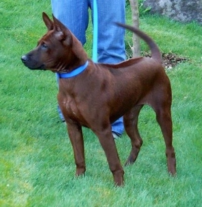 Thai Ridgeback Dog) (Mah Thai)