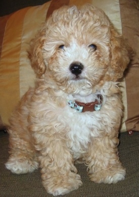  Poodle Puppies on Canne   Tea Cup Poodle   French Poodle   Pudle   Teddy Poodle