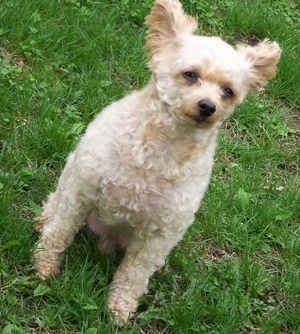 View from the top looking down at a tan Toy Poodle dog that is jumping up from a sitting pose. Its ears are flying backwards.