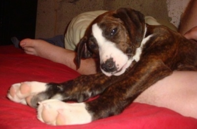 Close up - A sleepy looking, brindle with white Treeing Cur puppy is laying across a persons leg and it is looking forward. The pups legs look long with big paws.