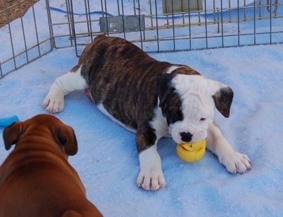 Valley Bulldog (Bull-Boxer) Puppy (English Bulldog/Boxe