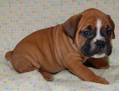 The right side of a thick, extra skinned, pudgy wide, brown with white and black Valley Bulldog puppy that is sitting across a backdrop and it is looking forward.
