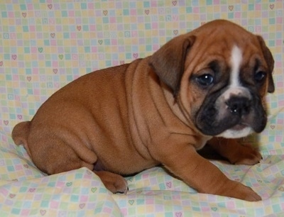 Bulldog Puppies on Valley Bulldog  Bull Boxer  Puppy  English Bulldog Boxer Hybrid