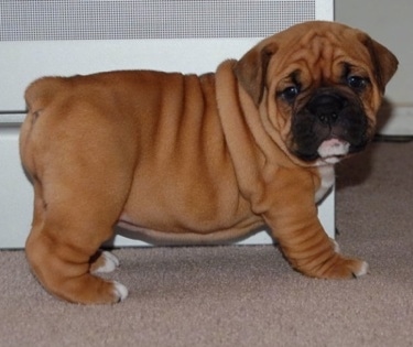 The left side of a thick, wide, extra skinned, wrinkly, pudgy, rolly-polly, brown with white and black Valley Bulldog puppy is standing across a carpet and it is looking forward. The dog has a big head and a docked tail. The puppy has a big head.