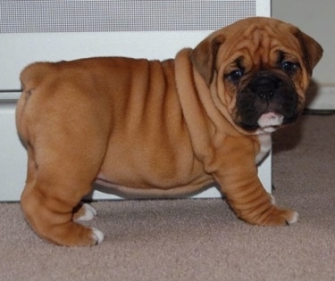 Bulldog Puppies on The Valley Bulldog  Bull Boxer  Puppy  English Bulldog Boxer Hybrid