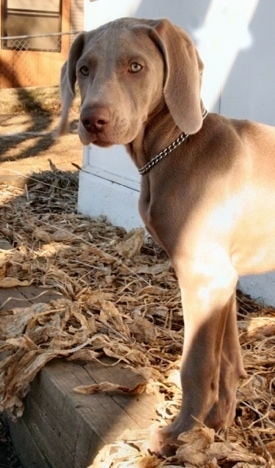 The left side of a Weimaraner puppy that is looking forward. It is standing next to a white building and is wearing a choke chain collar.