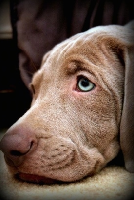 Close up - The head of a Weimaraner puppy that is laying down on a rug. The dog has silver-green eyes and wrinkles on its forehead.