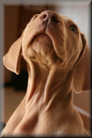 Close up - A brown Weimaraner Puppy is lifting its head to look up. The dog's nose is brown and its eyes are silver. The dog's fur looks soft and has wrinkles from extra skin.