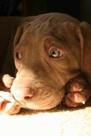 Close up - A brown Weimaraner Puppy that is laying on a carpet and it is looking to the left. The pup has green eyes and wrinkles on its forehead.