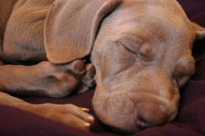 Close up - A brown Weimaraner puppy that is sleeping on a burgundy blanket. Its eyes are closed and it has soft ears that hang down to the sides.