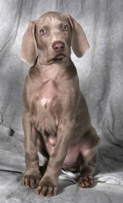 Front view - A large pawed, gray Weimaraner puppy is sitting on top of a gray backdrop, it is looking forward and its head is slightly tilted to the left. It has long soft drop ears, a brown nose and extra skin dropping down its neck and around its chest area. The dog has silver colored eyes.