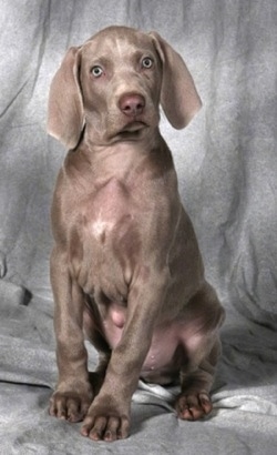 Weimaraner Puppies on Panu Zum Laubwald  A Longhaired Weimaraner Bred By Dr  Hans Schmidt