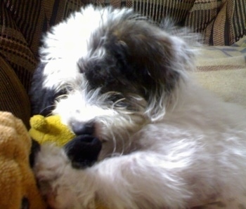 The left side of a soft looking white with black West Highland Doxie that is sleeping on a couch and there is a teddy bear in between its paws.