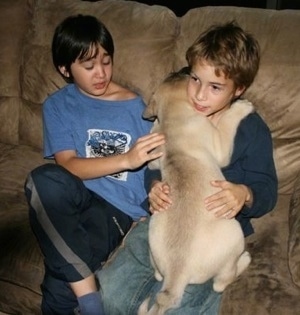 Saul the Mastiff puppy laying on a boy on a couch