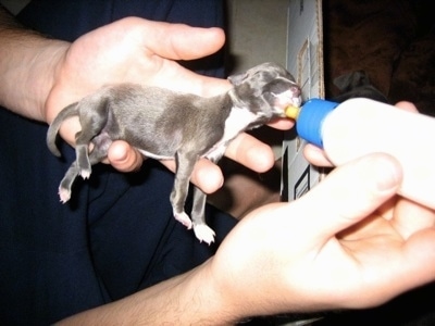 Puppies on Whelping Puppies Italian Greyhound Having Puppies