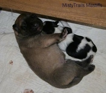 Two Puppies cuddling on a blanket