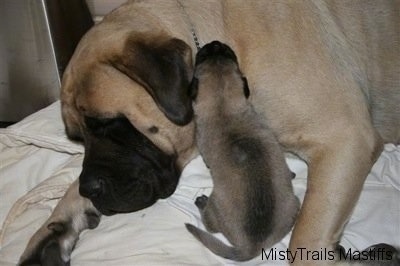 Puppy climbing on Sassy the Mastiff dam