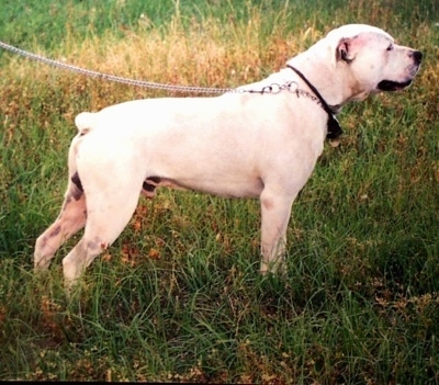 White English Bulldog Information and Pictures, White E