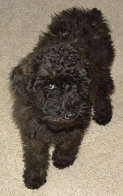 Front view - A wavy thick coated, black Whoodle puppy is standing across a carpeted surface and it is looking up.