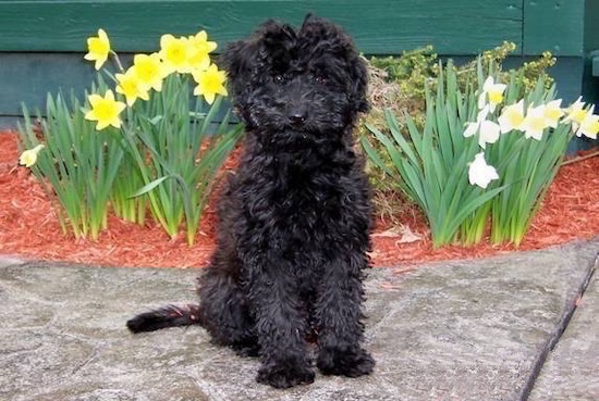 A curly black fluffy haired Whoodle dog is sitting on a sidewalk in front of a flower bed of daffodils looking forward. It has dark round eyes and a black nose.