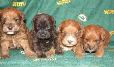 A litter of Mini Whoodle puppies that are sitting on a Green Bay Packers blanket on a couch. Three of the pups are reddish tan and one is dark brown.