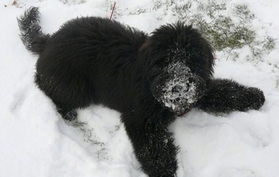 A fluffy black Whoodle puppy is play bowing outside in snow and it has snow all over its muzzle. It has a thick winter coat.