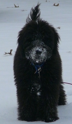 A thick coated, black fluffy Whoodle puppy is standing outside in a field of snow and it has snow all over its muzzle. Its tail is up in the air.