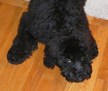 Top down view of a thick coated, black fluffy Whoodle puppy that is laying down partially on a hardwood floor and a rug. The dog is looking up with its eyes.