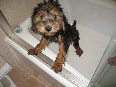 A black with brown wet Whoodle puppy is standing against the edge of a tub and it is looking up. It has a black nose and round eyes. Its tail is docked short.