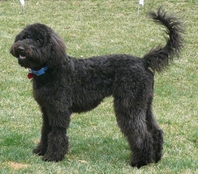 The left side of a fluffy black Whoodle that is standing across a yard and its mouth is open slightly. It has a long tail that is curled up in the air and longer hair on its ears that hang down to the sides.