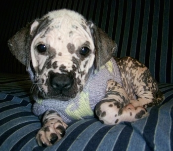 A white and black Xoloitzcuintli puppy is laying on a couch and it is wearing a sweater. It is white with black spots like a Dalmatian. It has ears that hang down to the sides.