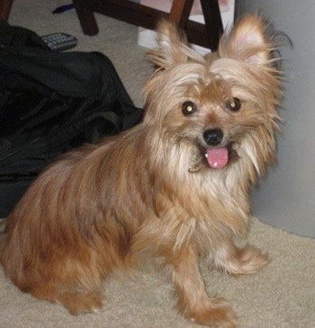 The right side of a happy looking, Yoranian dog sitting on a tan carpet facing the camera with its mouth open and pink tongue sticking out. The dog has a black nose, wide round eyes and perk ears.