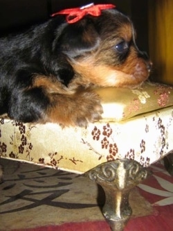 A small puppy on a fancy dog bed with a red bow in its hair