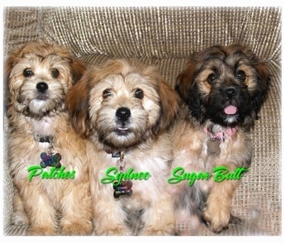 Yorkie  Puppies on Yorkipoo Puppies Patches  Sydnee  And Sugar Butt At 3 Months Old
