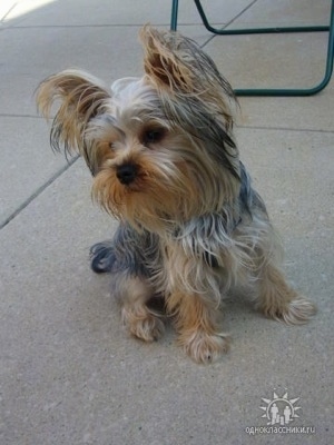 Baby is a purebred Yorkie. In this picture she is 9 