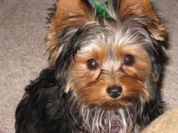 Close up - A black with brown Yorkshire Terrier puppy is sitting on a carpet and it is looking up. It has perk ears, wide round dark eyes, a small black nose and longer hair around its face and neck.