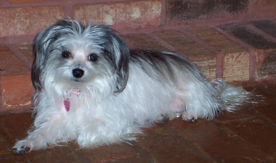 The left side of a black with white Yorktese that is laying across a brick surface and it is looking forward. Its dark ears fold over at the sides and hang down with long hair on them.