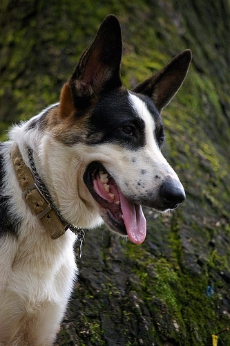 Close Up - Hitman the Panda Shepherds face with its mouth open and tongue out. There is a mossy boulder rock behind him