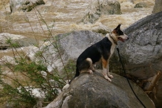 Hitman the Panda Shepherd is sitting on a boulder with rushing water behind him.