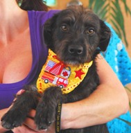 Close up - A black Terrier mix wearing a yellow bib is being held in the arms of a person in a purple shirt.