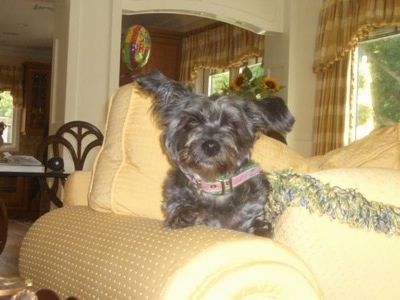 A gray Affenpoo is standing on the arm of couch and next to a pillow.