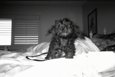 A black and white photo of a black Affenpoo puppy that is standing on a bed