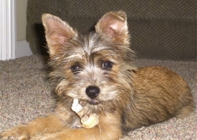 A brown with black Affenwich is laying on a carpet with a toy and it is looking forward. It has perk ears that stand up with the tip of the right ear folded over. It has wide brown eyes with a little bit of hair covering the lower part of its eyes with a black nose and black lips