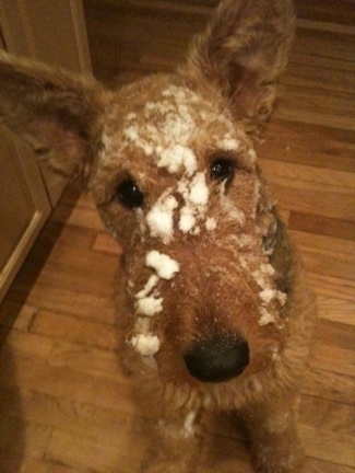 Close up - A brown with black Airedale Terrier is sitting on a hardwood floor with snow on its face